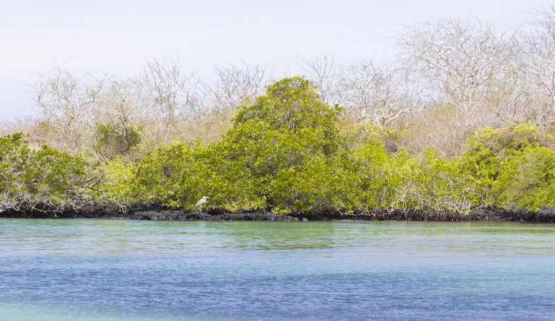 Great Blue Heron In Mangroves